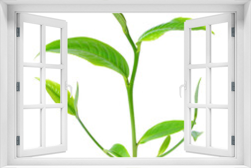 Fototapeta Naklejka Na Ścianę Okno 3D - Green tea leaf transparent png