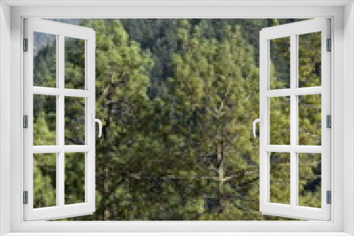 Fototapeta Naklejka Na Ścianę Okno 3D - Winter trees