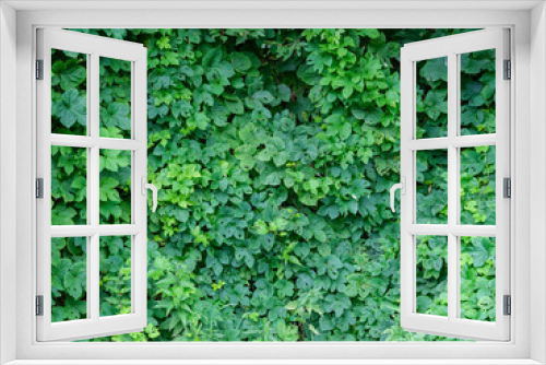 Fototapeta Naklejka Na Ścianę Okno 3D - green summer foliage textured background