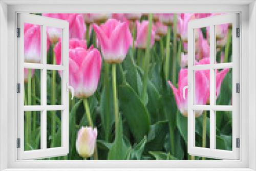 Fototapeta Naklejka Na Ścianę Okno 3D - Mooie roze tulpenveld