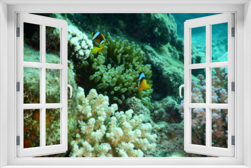 Fototapeta Naklejka Na Ścianę Okno 3D - Clownfish or anemonefish