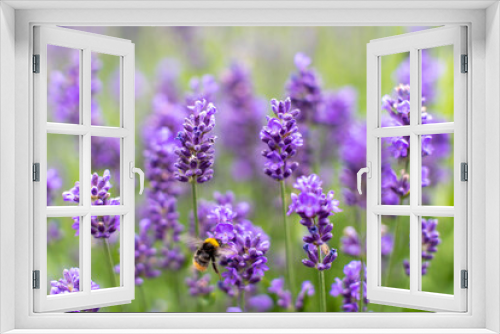 Fototapeta Naklejka Na Ścianę Okno 3D - Wildflowers Vivid Purple Lavendel being Pollinated by Both hard working Bumblebees and Honey bees in the Garden of a Home in Sweden.