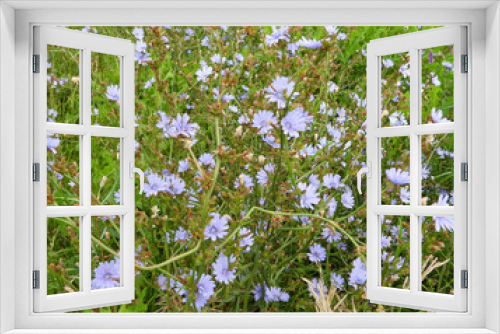 Fototapeta Naklejka Na Ścianę Okno 3D - Cichorium intybus (Chicory) Weedy Perennial Wildflower