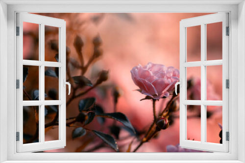 Fototapeta Naklejka Na Ścianę Okno 3D - Różowe kwiaty róży. Różany ogród, ujęcie naturalne
