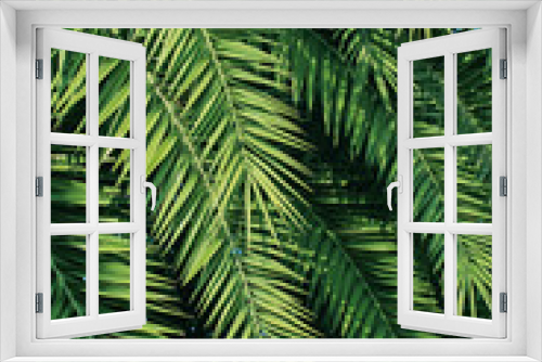 Fototapeta Naklejka Na Ścianę Okno 3D - Palm trees leaves