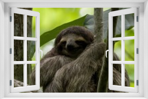 Fototapeta Naklejka Na Ścianę Okno 3D - Sloth resting on a tree.