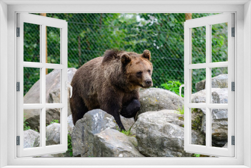 Fototapeta Naklejka Na Ścianę Okno 3D - brown bear, ursus arctos in a zoo in sweden