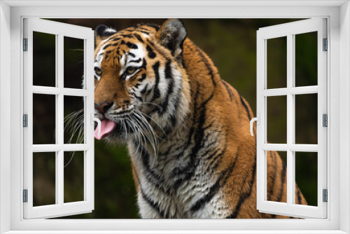 Fototapeta Naklejka Na Ścianę Okno 3D - Closeup portrait of a Siberian Tiger flicking its tongue