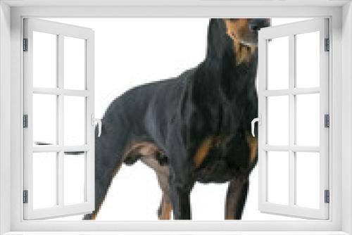 Fototapeta Naklejka Na Ścianę Okno 3D - Manchester terrier
