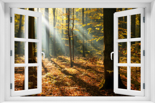 Fototapeta Naklejka Na Ścianę Okno 3D - Sunny morning in the autumn forest
