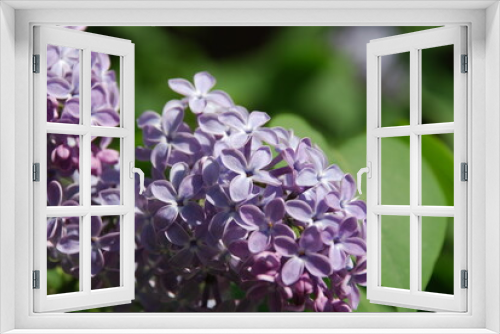 Fototapeta Naklejka Na Ścianę Okno 3D - A branch of lilac flowers. Small flowers bloomed on a branch of a lilac bush. The flowers are light purple, they have four small petals. Around the green foliage of the bush.