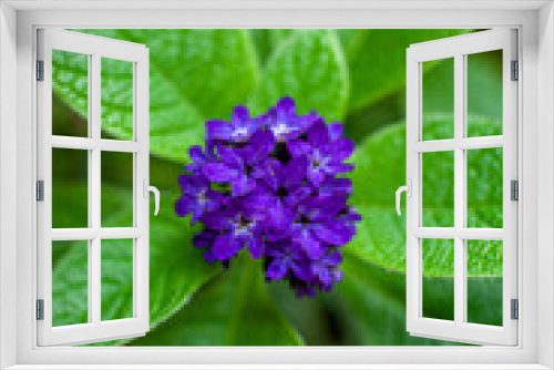 Fototapeta Naklejka Na Ścianę Okno 3D - Kwiaty, lato, Muszyna