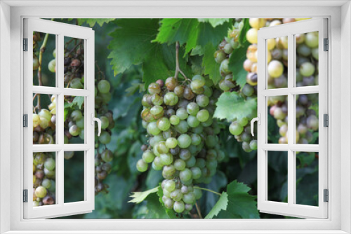 Fototapeta Naklejka Na Ścianę Okno 3D - Detail of Powdery mildew or oidium of grapes, Plasmopara viticola, Mildew a plant disease on white grapes causing a lot of damage and brown leathery grapes, hanging on the vine in the vinyard.	