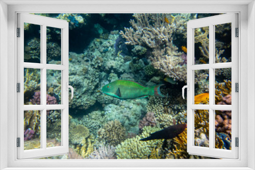 Fototapeta Naklejka Na Ścianę Okno 3D - Fabulously beautiful inhabitants of the coral reef in the Red Sea