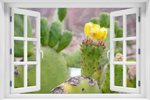 Fototapeta Naklejka Na Ścianę Okno 3D - Cusco, Peru - Dec 3, 2022: Prickly Pear Cactus or Opuntia field