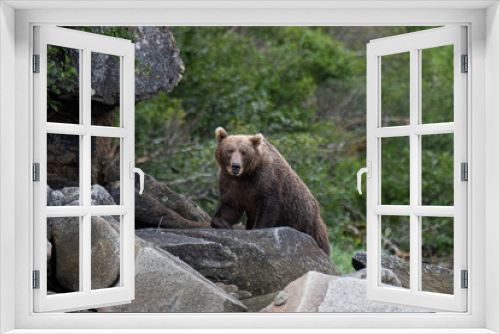 Fototapeta Naklejka Na Ścianę Okno 3D - Neugieriger Grizzlybär in den Uferfelsen der Küste, Alaska