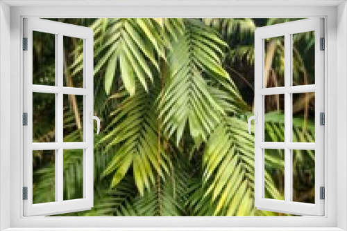 Fototapeta Naklejka Na Ścianę Okno 3D - Dschungel, Chamaedorea pochutlenis