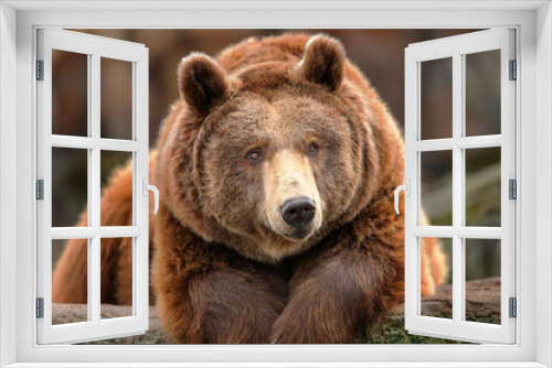 Fototapeta Naklejka Na Ścianę Okno 3D - Grizzly bear lying on a rock