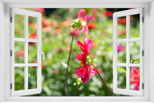Fototapeta Naklejka Na Ścianę Okno 3D - magenta red simple dahlia flowers on a bokeh garden background