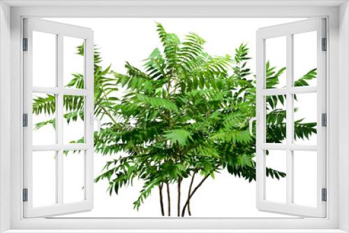 Fototapeta Naklejka Na Ścianę Okno 3D - 	
Green plant. Cut out fern foliage. Bush in summer isolated on transparent background. Leaves of green hedge plant