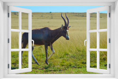 Fototapeta Naklejka Na Ścianę Okno 3D - Portrait of a common Tsessebe (Damaliscus lunatus) antelope in Johannesburg game reserve South Africa