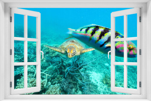 Fototapeta Naklejka Na Ścianę Okno 3D - green turtle in the great barrier reef