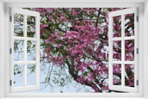 Fototapeta Naklejka Na Ścianę Okno 3D - pink cherry blossom