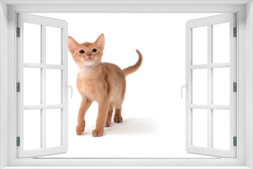 Fototapeta Naklejka Na Ścianę Okno 3D - Abyssinian red kitten on a white isolated background