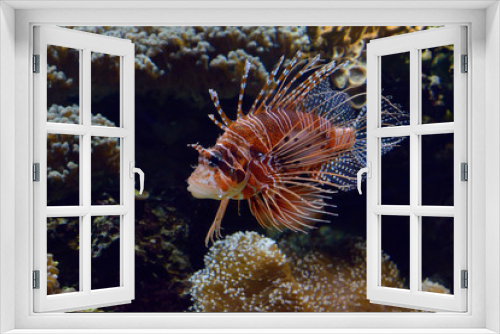 Fototapeta Naklejka Na Ścianę Okno 3D - Giant red rockfish (Scorpaena scrofa) in captivity