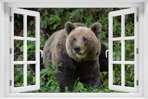 Fototapeta Naklejka Na Ścianę Okno 3D - Brown bear in the wilderness, Ursus arctos