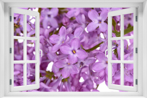 Fototapeta Naklejka Na Ścianę Okno 3D - Beautiful Lilac branch  ,close-up