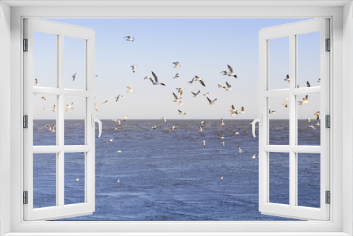 Fototapeta Naklejka Na Ścianę Okno 3D - seagull
