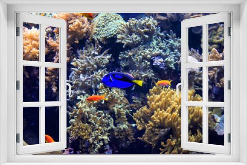 Fototapeta Naklejka Na Ścianę Okno 3D - Tropical fish and coral