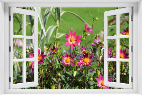 Fototapeta Naklejka Na Ścianę Okno 3D - beautiful flowers in the garden