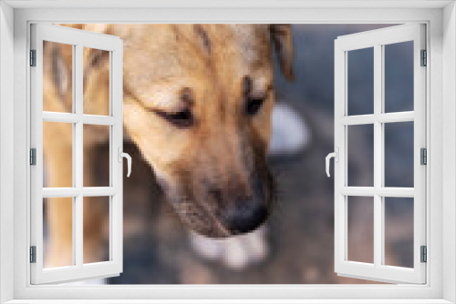 Fototapeta Naklejka Na Ścianę Okno 3D - Rescue adoption dog puppy looking down with sad look on the face, copy space