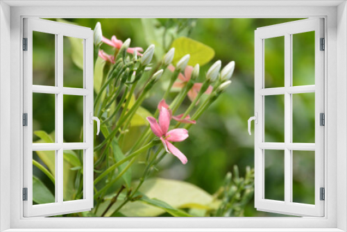 Fototapeta Naklejka Na Ścianę Okno 3D - Pink flowers.