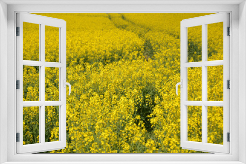 Fototapeta Naklejka Na Ścianę Okno 3D - Rapsfeld