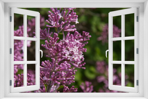 Fototapeta Naklejka Na Ścianę Okno 3D - Blooming Lilacs in the Spring