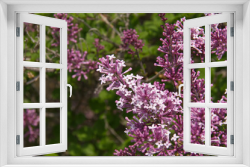 Fototapeta Naklejka Na Ścianę Okno 3D - Blooming Lilacs in the Spring