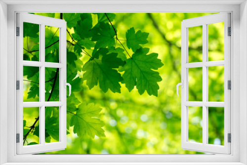 Fototapeta Naklejka Na Ścianę Okno 3D - natural green background