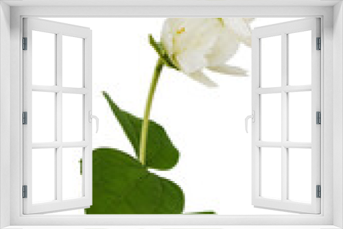 Fototapeta Naklejka Na Ścianę Okno 3D - Jasmine flowers and leaves isolated on white or transparent background