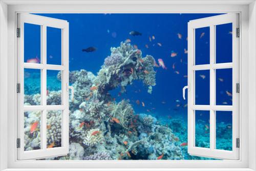 Fototapeta Naklejka Na Ścianę Okno 3D - Flock of fish in the expanse of a coral reef in the Red Sea