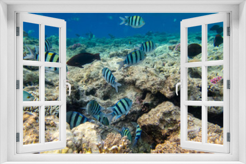 Fototapeta Naklejka Na Ścianę Okno 3D - Flock of fish in the expanse of a coral reef in the Red Sea