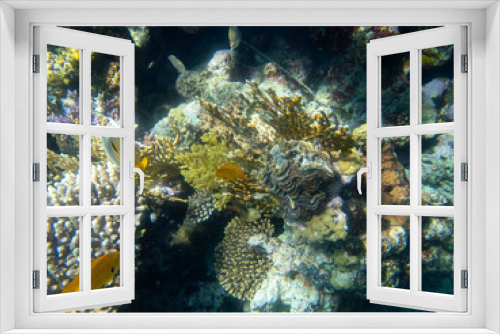 Fototapeta Naklejka Na Ścianę Okno 3D - Extraordinarily beautiful corals in the coral reef of the Red Sea