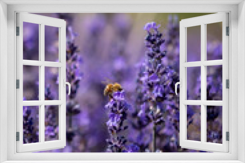 Fototapeta Naklejka Na Ścianę Okno 3D - Photographie de fleurs de lavande sur lesquelles butine une abeille.
