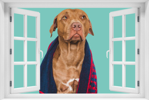 Fototapeta Naklejka Na Ścianę Okno 3D - Cute brown dog and blue towel. Grooming dog. Close-up, indoors. Studio photo. Concept of care, education, obedience training and raising pets