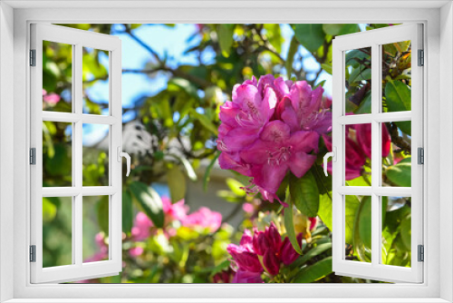 Fototapeta Naklejka Na Ścianę Okno 3D - Tree with beautiful pink flowers outdoors, closeup