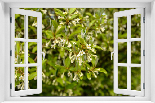 Fototapeta Naklejka Na Ścianę Okno 3D - Gumi blossoms in the garden.
