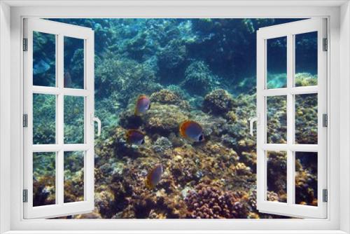 Fototapeta Naklejka Na Ścianę Okno 3D - On the coral reef