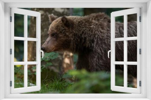 Fototapeta Naklejka Na Ścianę Okno 3D - Braunbär im Wald